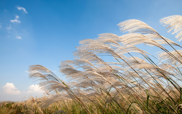台中出發~秋芒正盛！ 陽明山芒草季 台北茹曦酒店 一泊二食2日